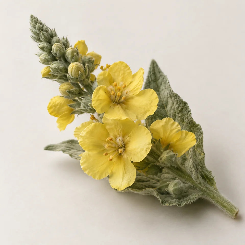 Fiori di Verbasco