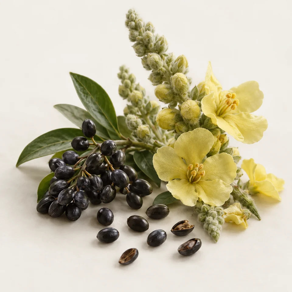ESTRATTO DI SEMI DI LIGUSTRO E FIORI DI VERBASCO